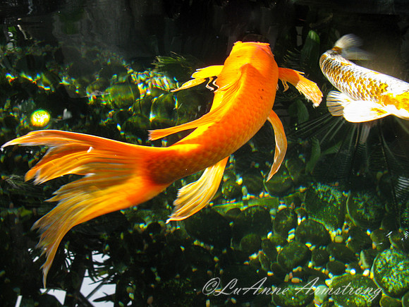 Koi