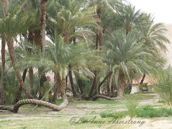 China Ranch Date Farm, Tecopa CA