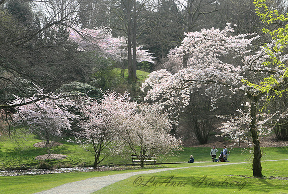 Washington Park Arboretum, Seattle WA